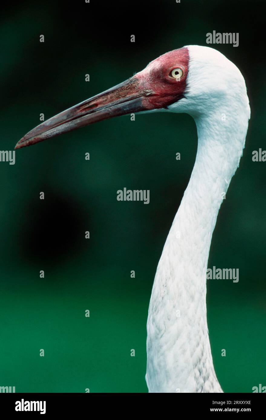 Siberian white crane hi-res stock photography and images - Alamy