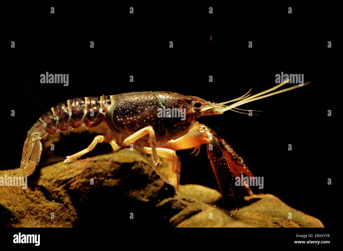 Louisiana Red Crayfish (Procambarus clarkii), Red Swamp Crayfish, side Stock Photo