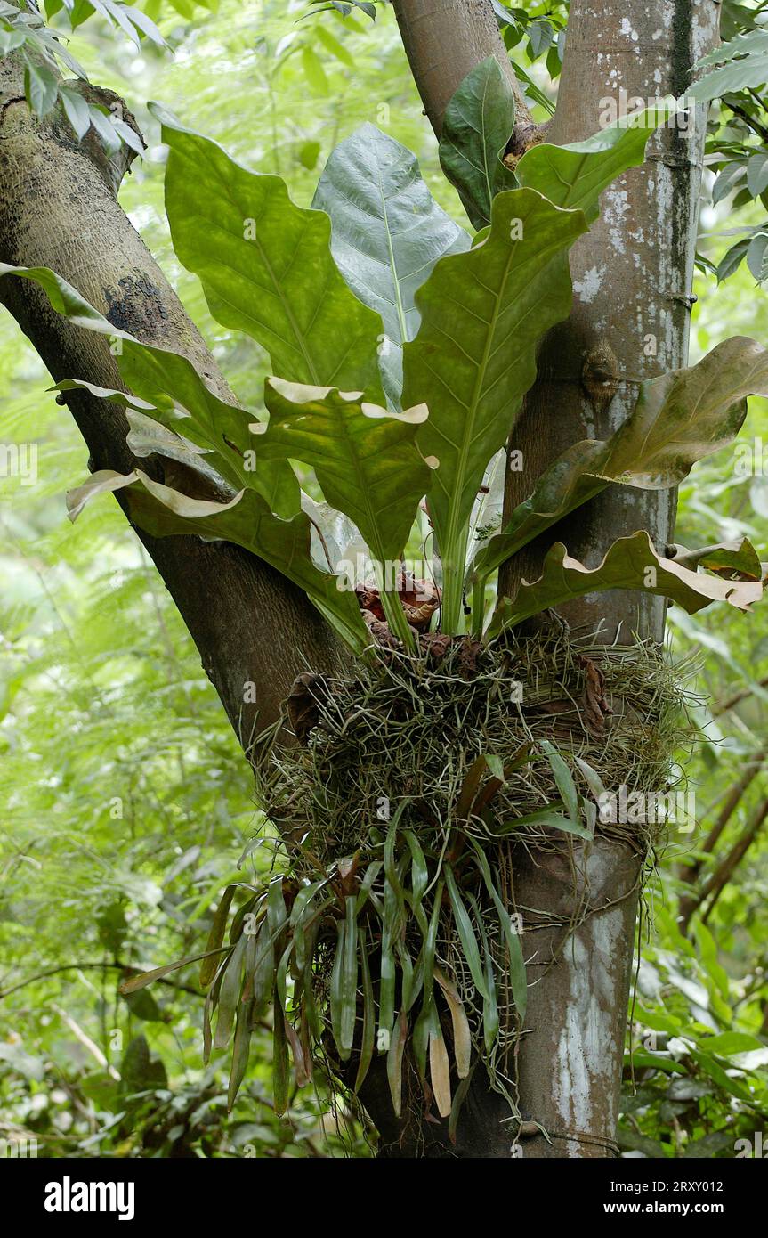 Bird's nest fern (Asplenium nidus Stock Photo Alamy