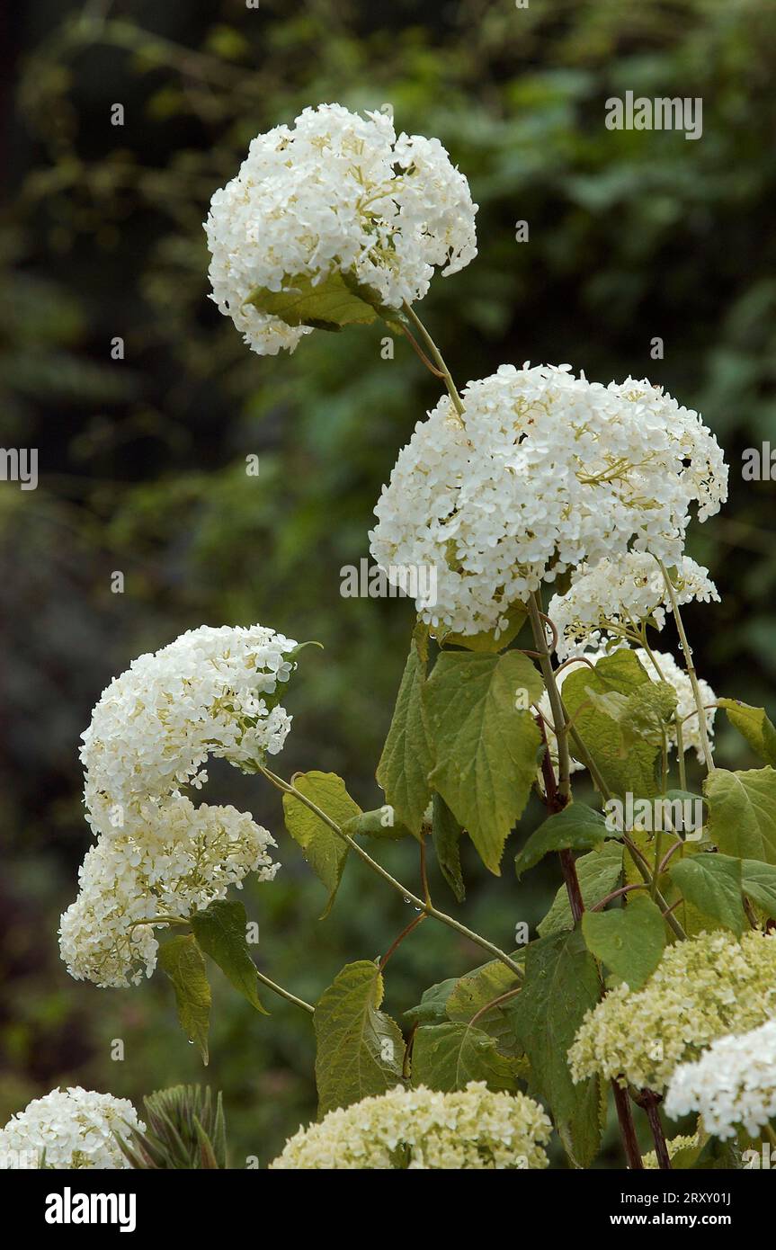 Panicle hydrangea (Hydrangea paniculata Stock Photo - Alamy