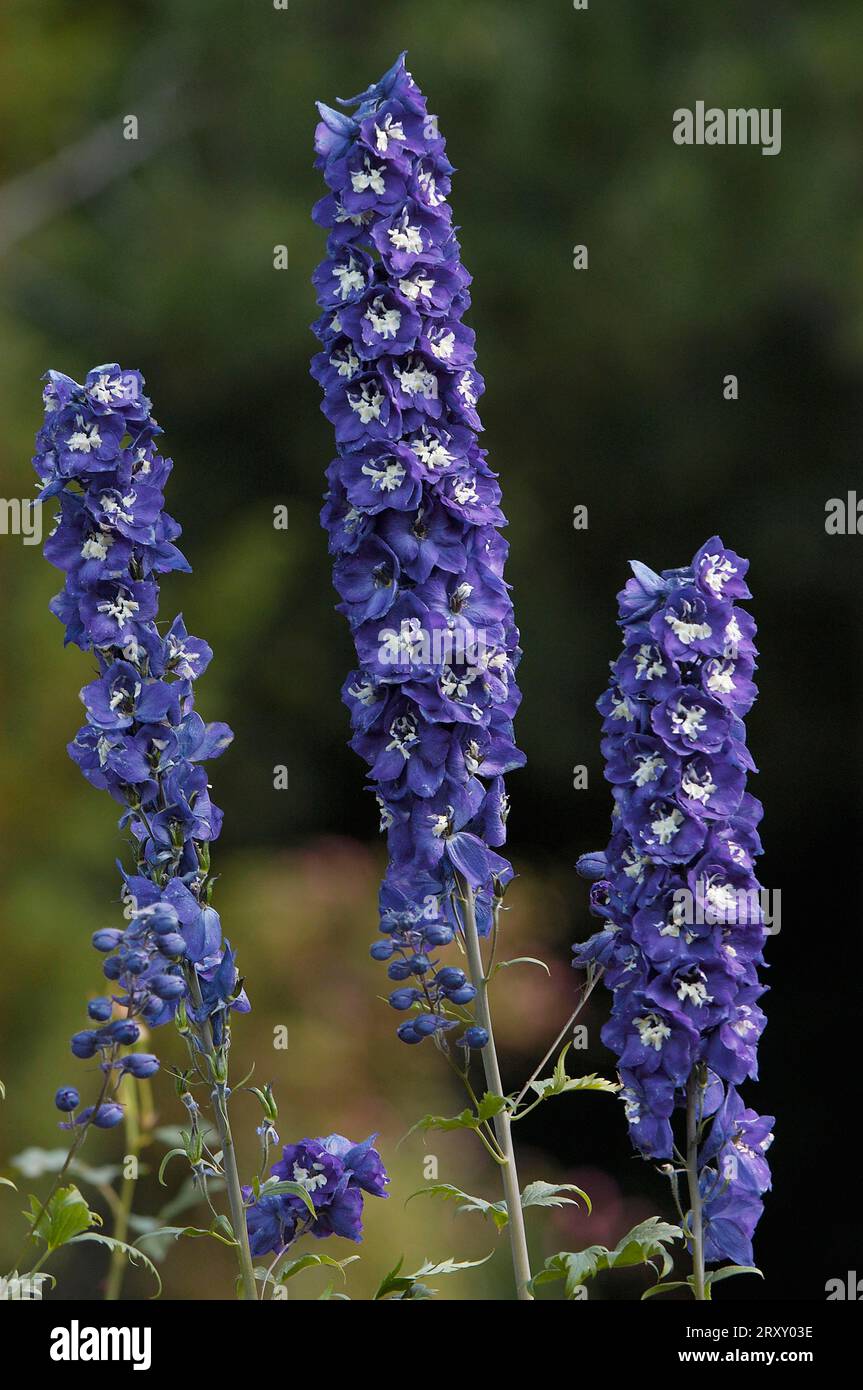 Delphinium (Delphinium x cultorum Stock Photo - Alamy