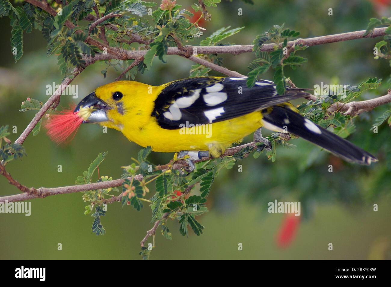 Yellow grosbeak (Pheucticus chrysopeplus), male Stock Photo Alamy