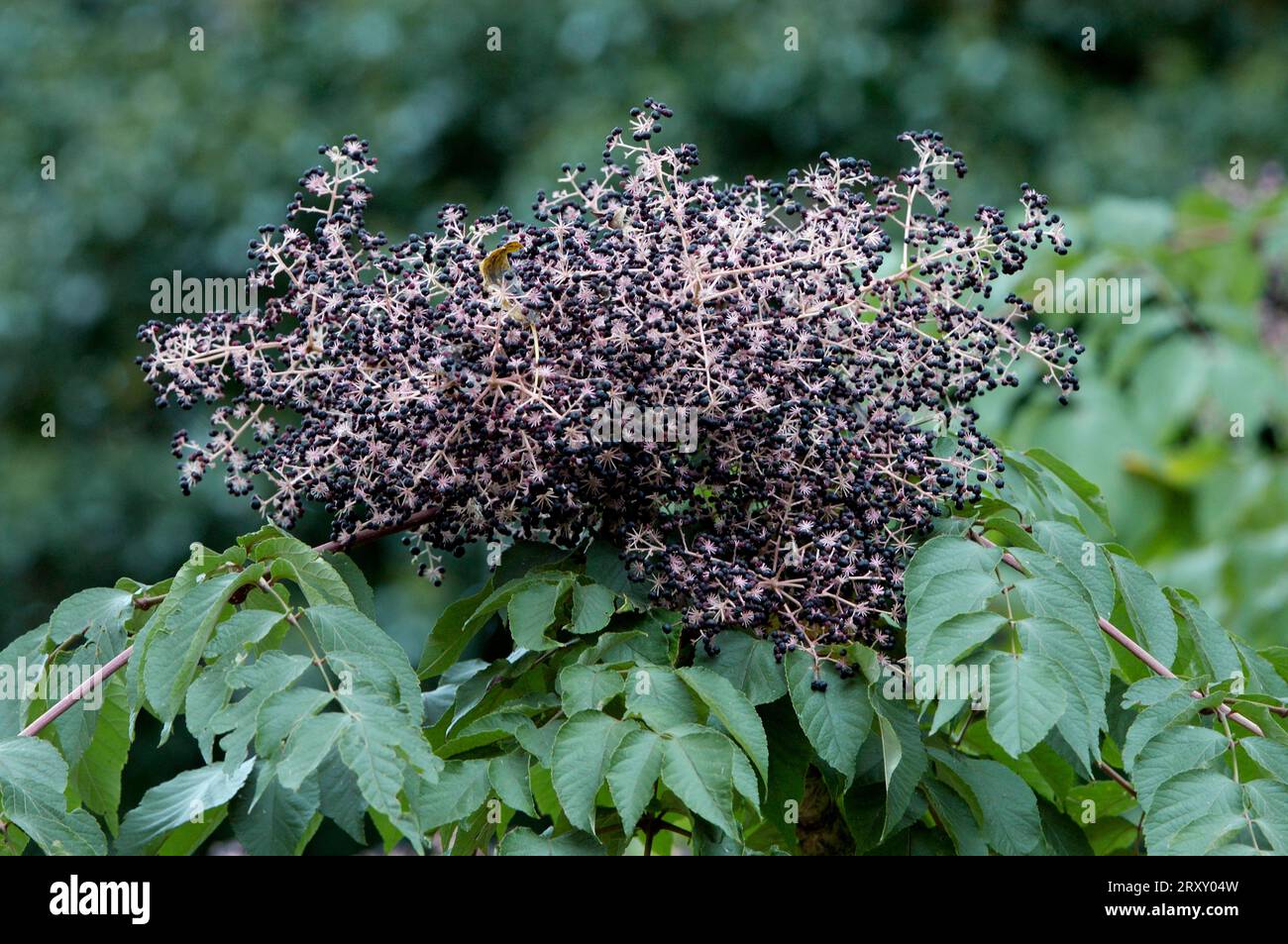 Japanese Angelica Tree (Aralia mandshurica), Aralia elata, Ivy family, Araliaceae Stock Photo