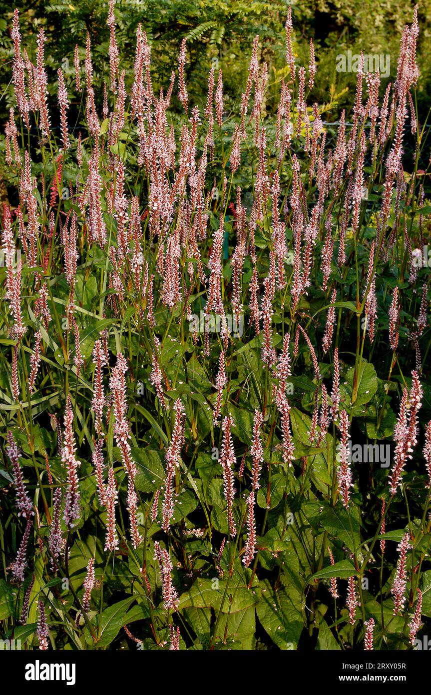 European Bistort, snake knotweed (Polygonum bistorta), Knotweed family, Polygonaceae, North Rhine-Westphalia, Meadow knotweed, North Stock Photo