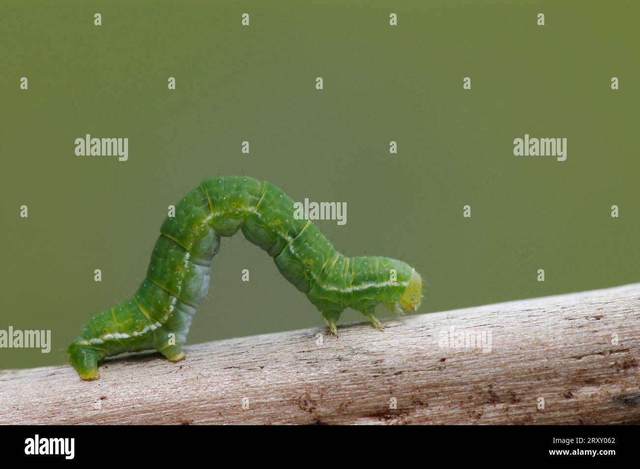 https://c8.alamy.com/comp/2RXY062/march-butterfly-caterpillar-march-moth-alsophila-aescularia-germany-2RXY062.jpg