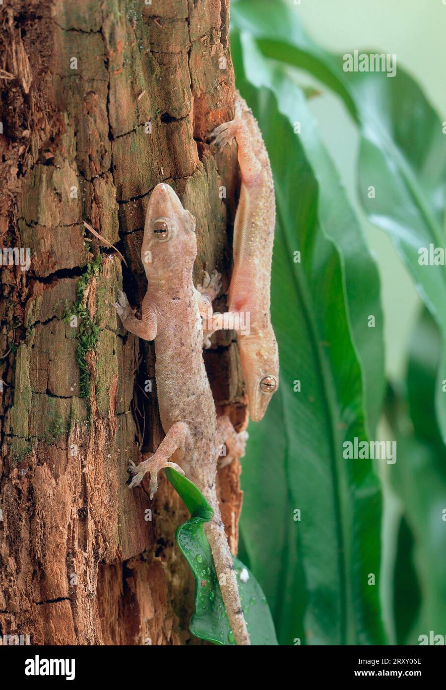 Common common house gecko (Hemidactylus frenatus Stock Photo Alamy