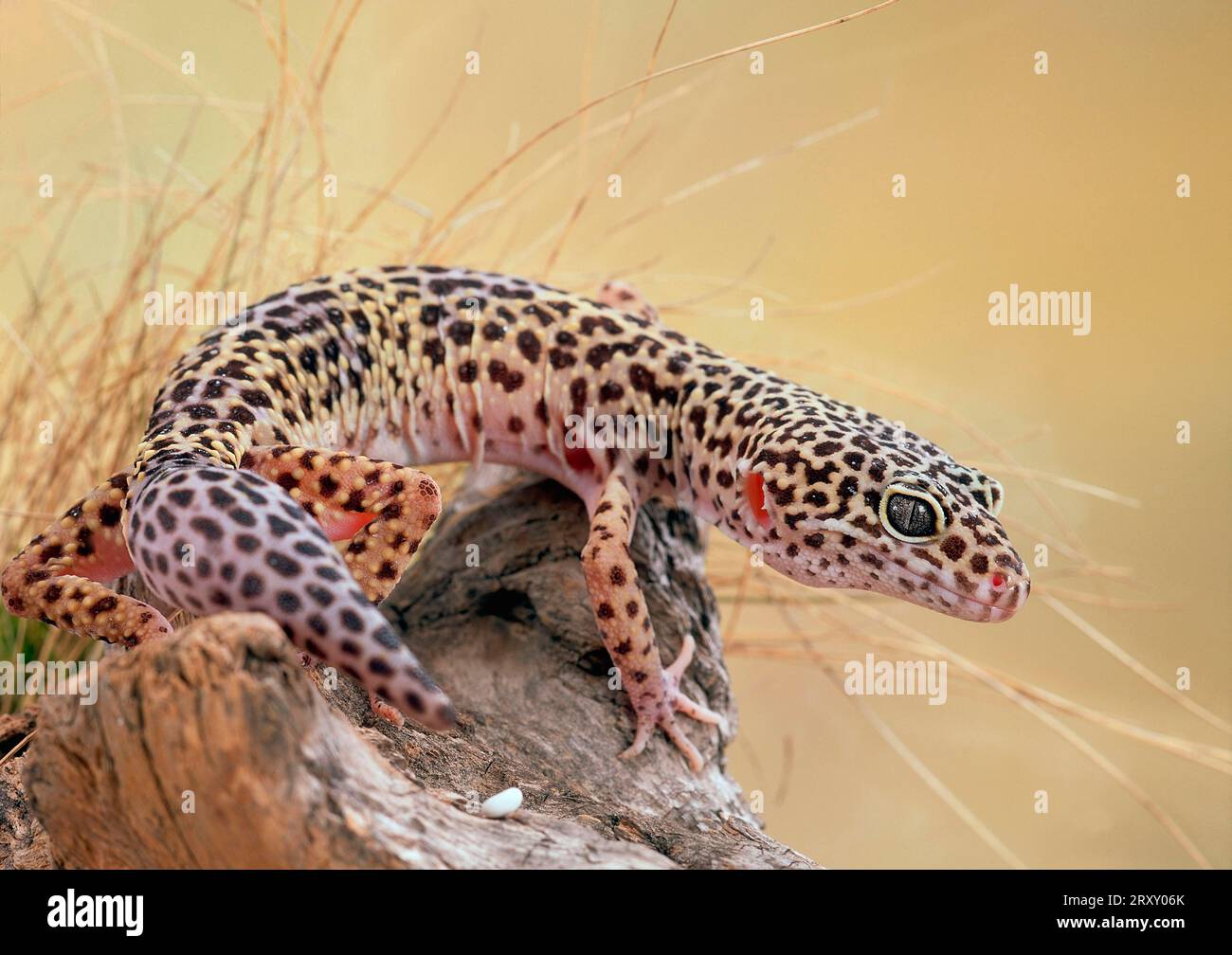 Leopard gecko (Eublepharis macularis) Stock Photo