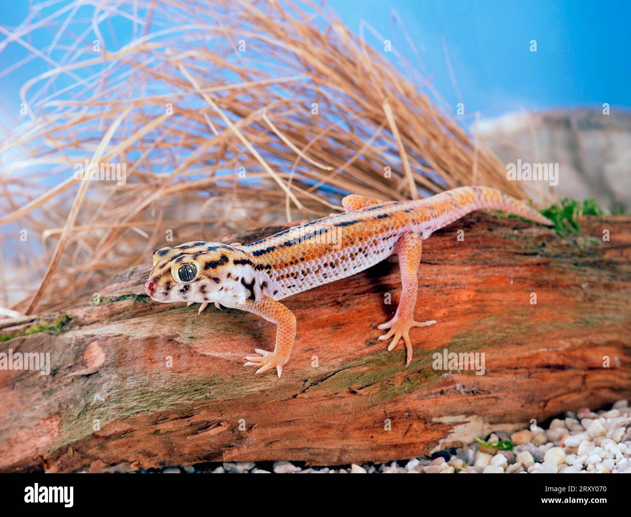 Wonder Gecko (Teratoscincus scincus keyserlingii) Stock Photo