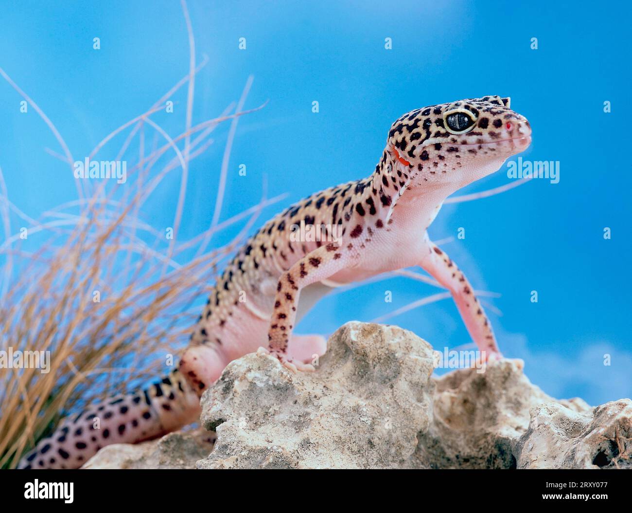 Leopard gecko (Eublepharis macularis Stock Photo Alamy
