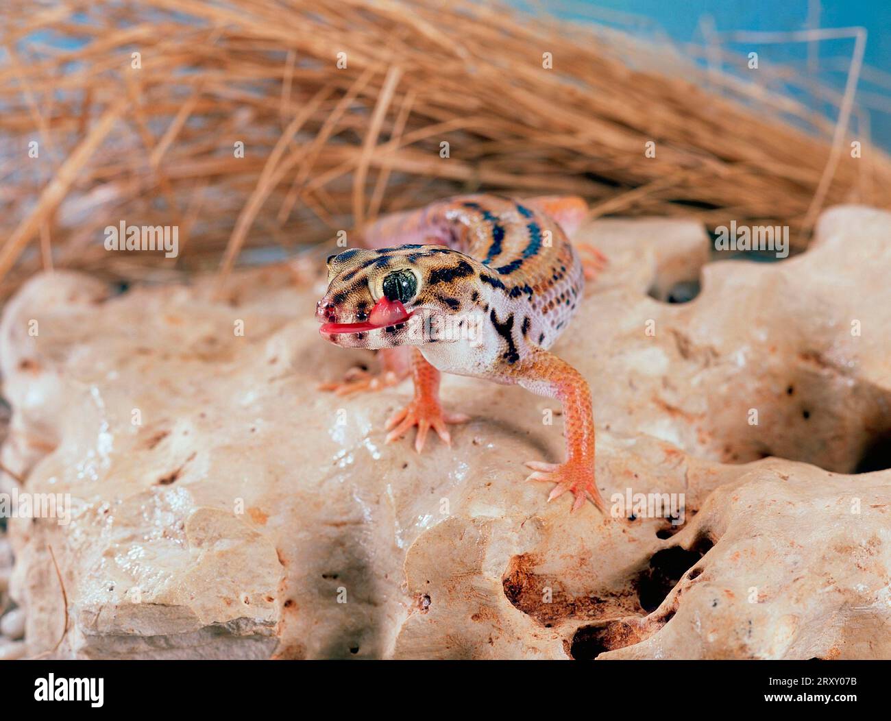 Wonder Gecko (Teratoscincus scincus keyserlingii) Stock Photo