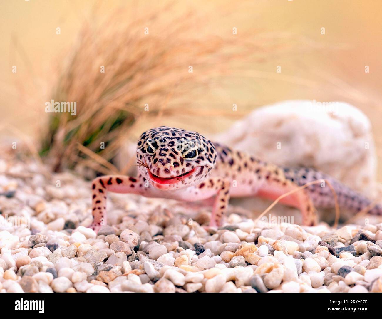 Leopard gecko (Eublepharis macularis) Stock Photo