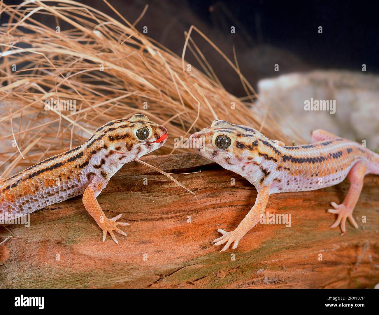 Wonder Geckos (Teratoscincus scincus keyserlingii) Stock Photo