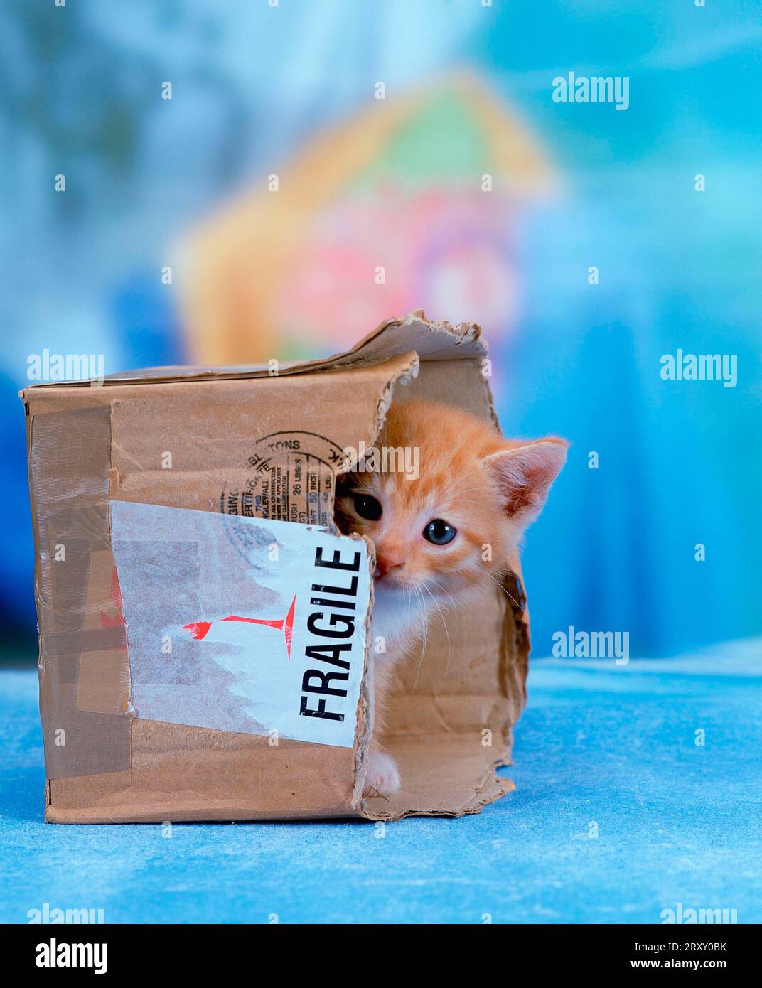 Domestic cat in cardboard box, kitten, hidden Stock Photo Alamy