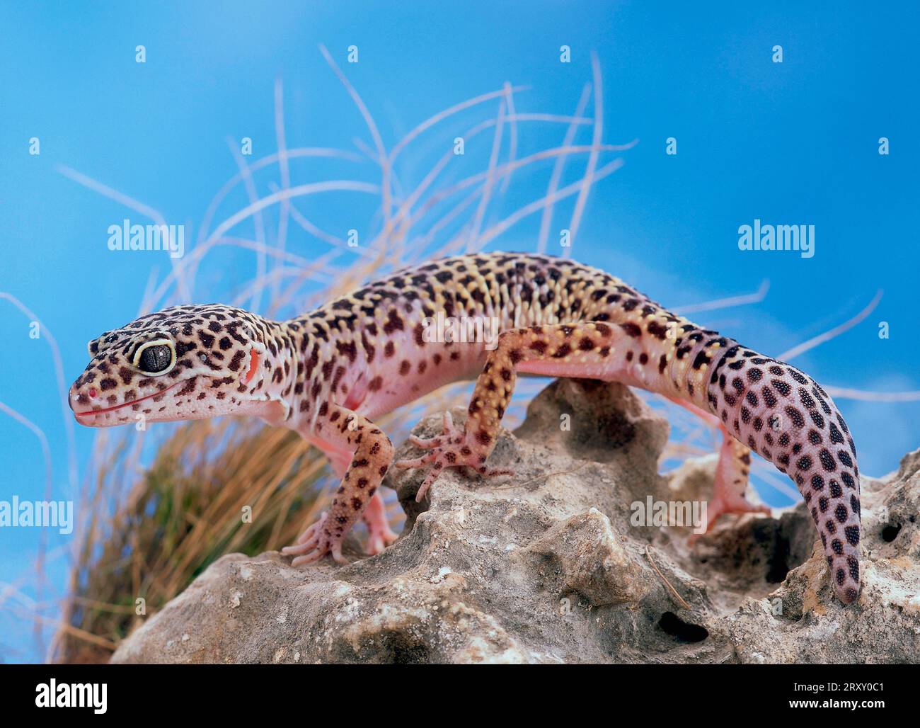 Leopard Gecko (Eublepharis macularis) Stock Photo