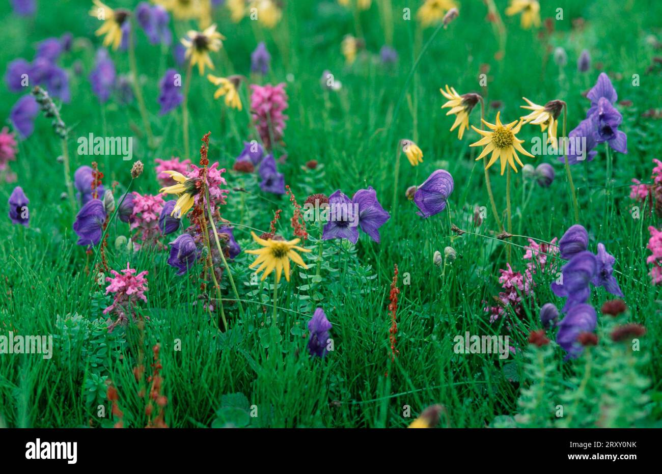 Flower meadow with Alpine Arnica, Monkshood and Woolly Lousewort, Pribilof Island, Alaska, USA (Arnica alpina) (Aconitum delphinifolium) (Pedicularis Stock Photo