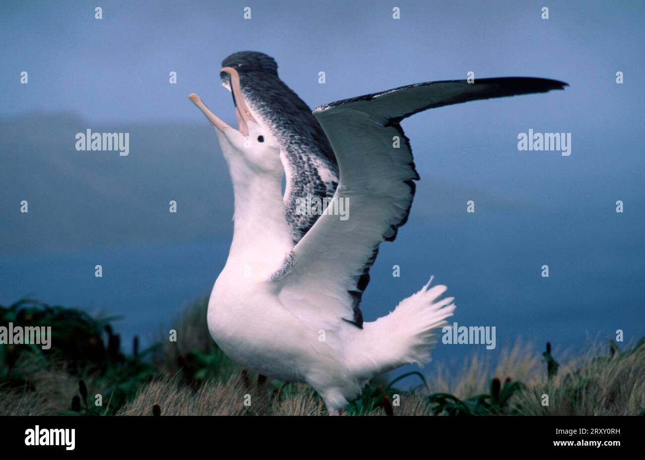 Auckland islands and albatross hi-res stock photography and images - Alamy