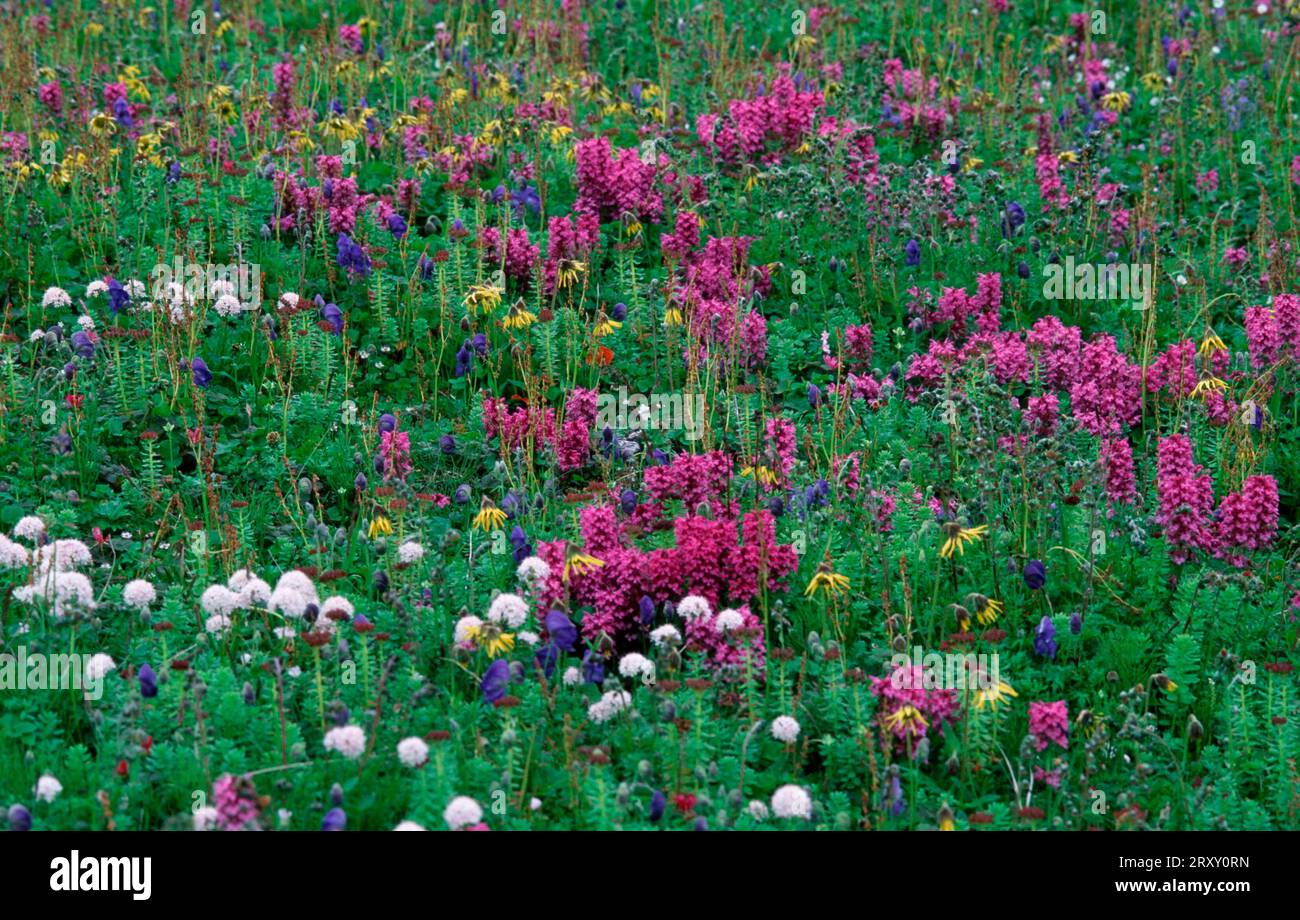 Flowering meadow with alpine arnica, aconite, woolly lousewort and bistort, Pribilof Island, Alaska (Arnica alpina) (Aconitum delphinifolium) Stock Photo