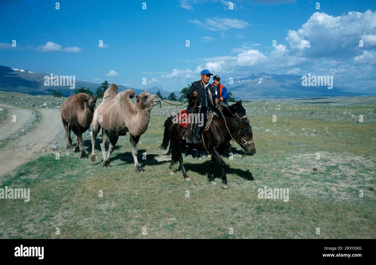 Kazak nomads on horses passing with camels, Cossack, Two-humped camel ...