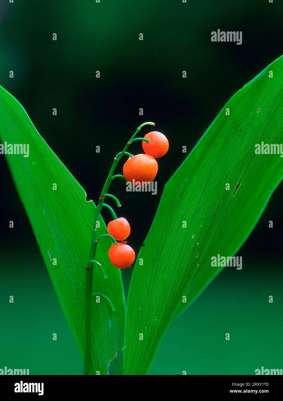 Lily of the valley (Convallaria majalis), fruits Stock Photo