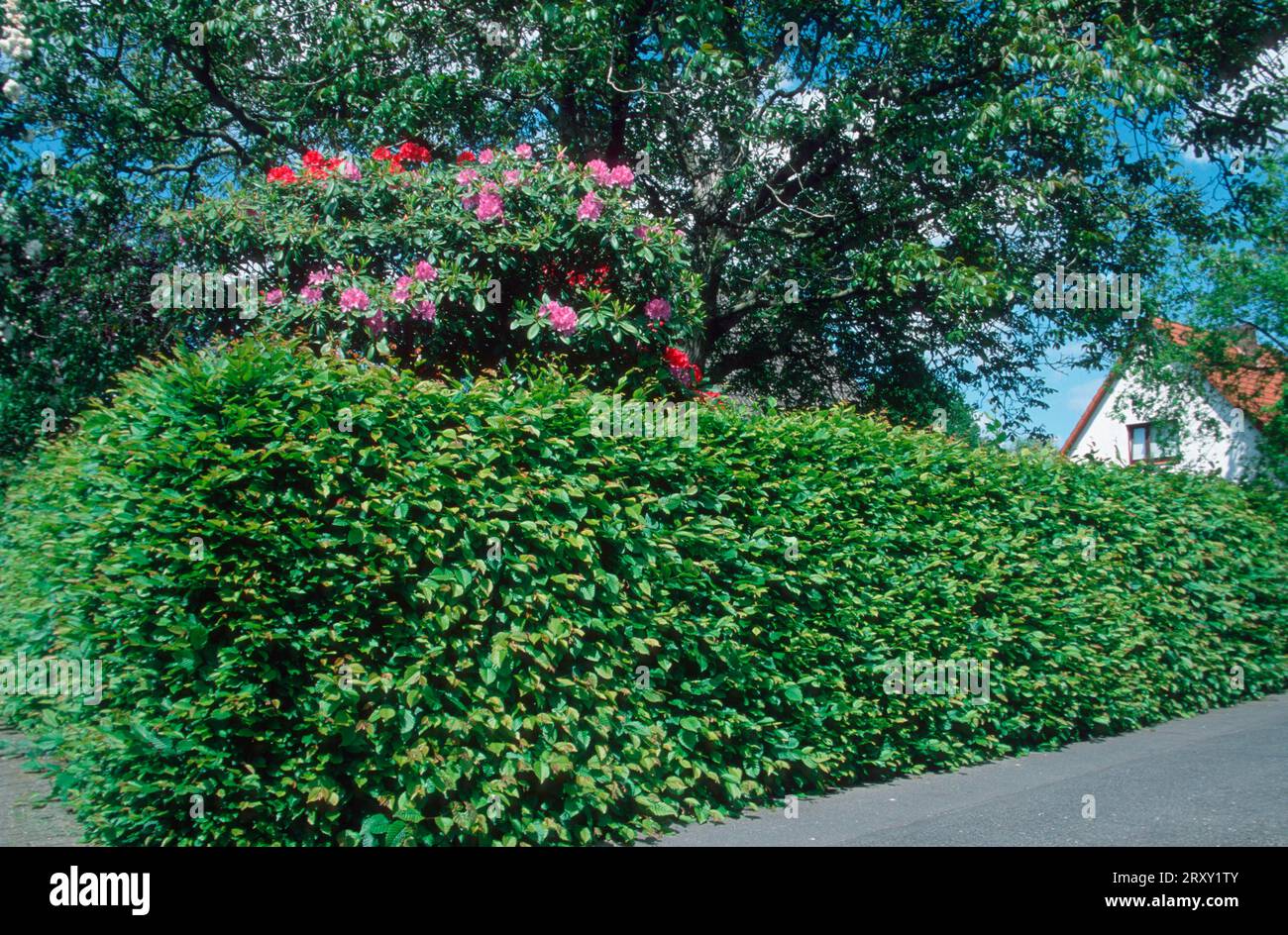 Hornbeam (Carpinus betulus) hedge framing garden with rhododendron, Germany Stock Photo