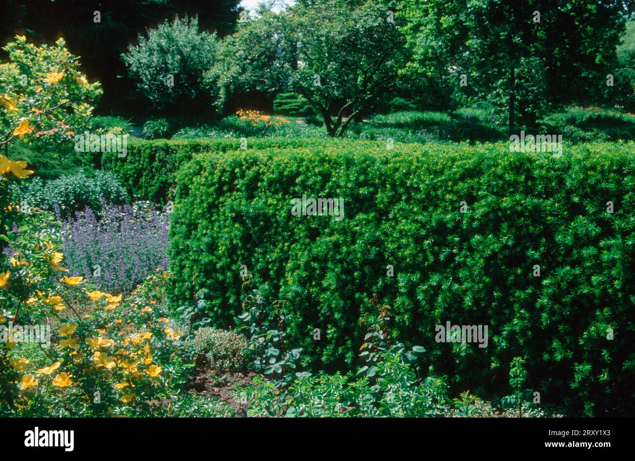 Common Yew hedge, Germany (Taxus baccata) Stock Photo