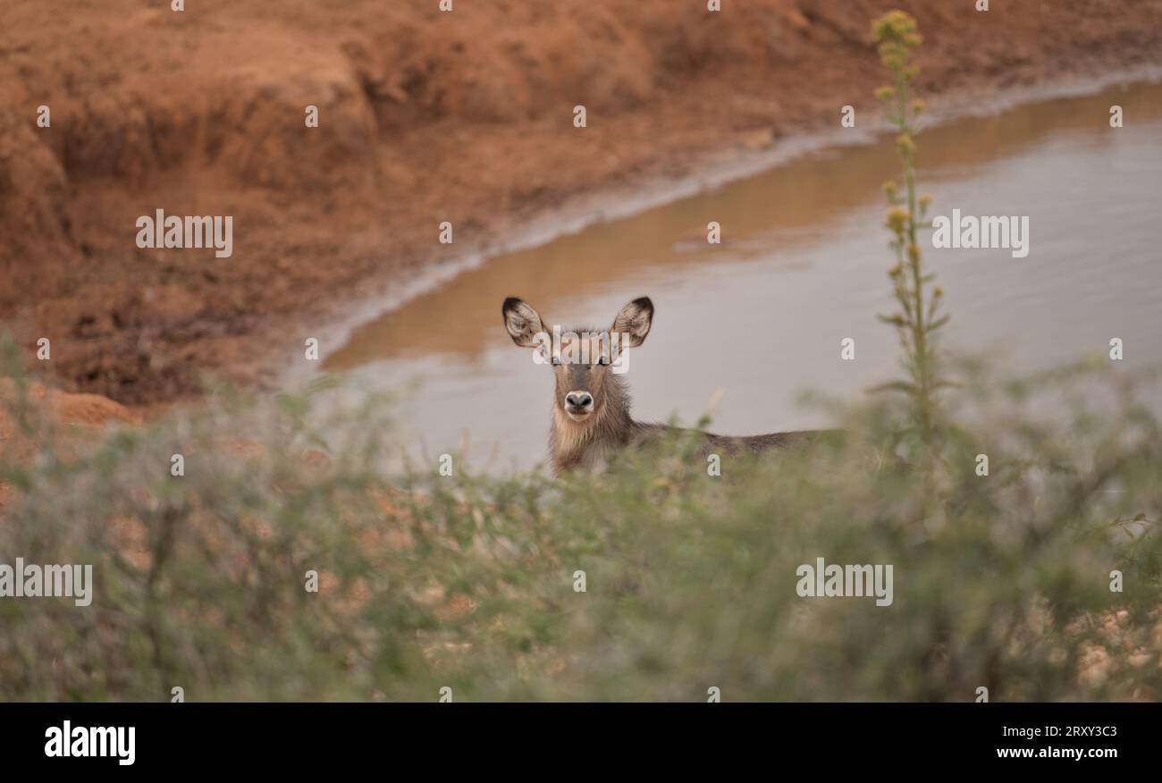 waterbuck standing in front of waterhole and behind bushes staring directly into the camera Stock Photo