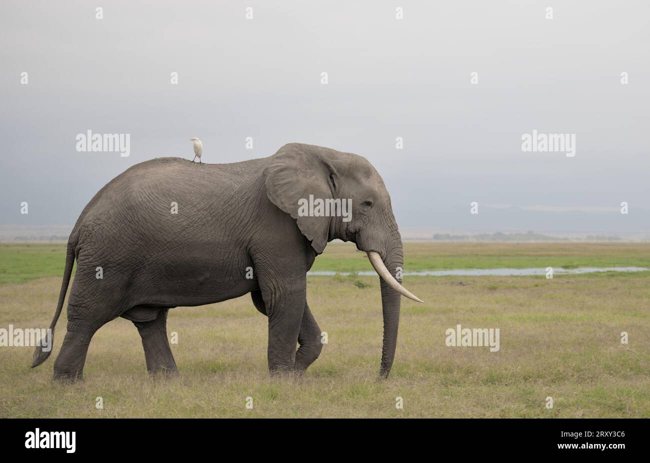 Lonely male elephant bull passing by in grassland, having a bird seated on his back, in Amboseli Nationalpark, Kenya, Africa Stock Photo