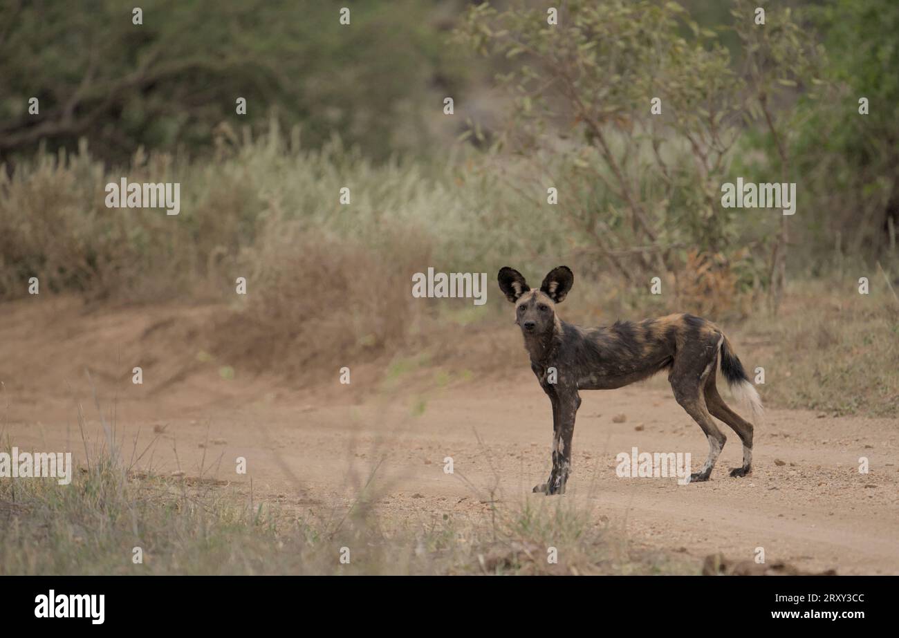 Adult African Wild Dog standing on road, waiting and looking attentively into direction of camera, big ears open, Tsavo West, Kenya, Africa Stock Photo