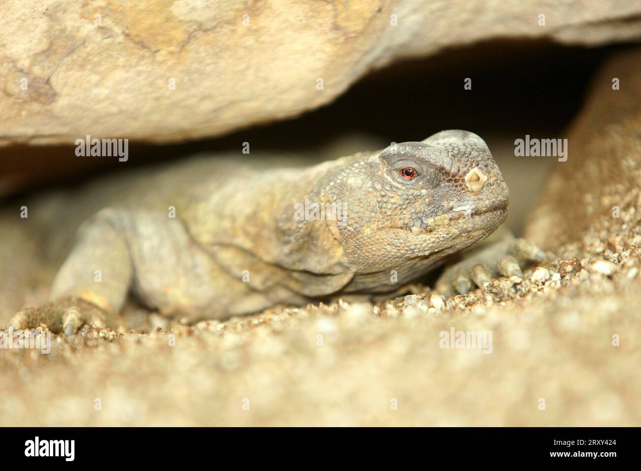 Egyptian spiny-tailed dragon, Egyptian Mastigure or Egyptian dab lizard (Uromastyx aegyptia) Stock Photo