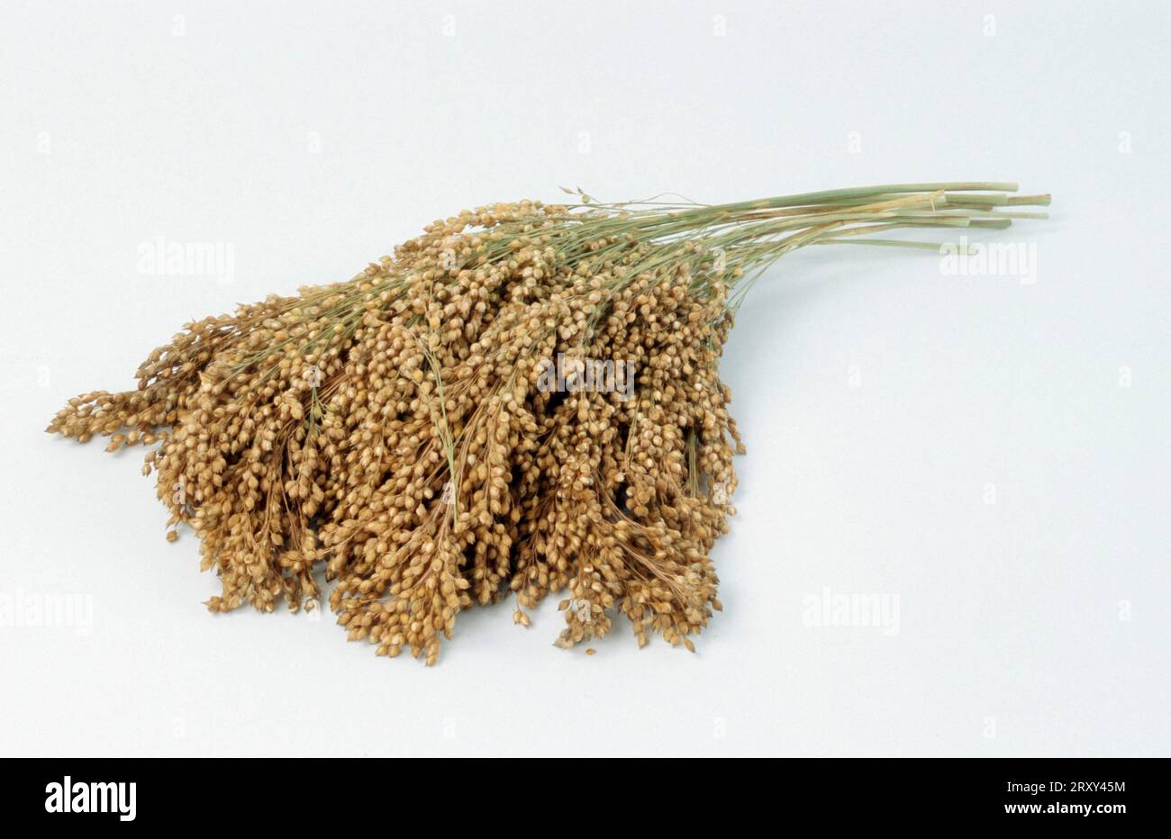 Sorghum bicolor (Sorghum vulgare) Stock Photo