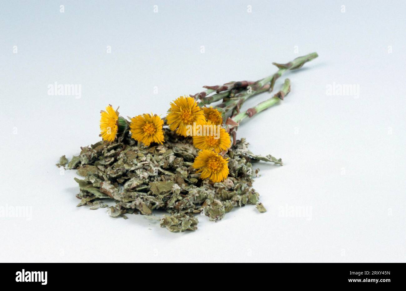 Dried Coltsfoot and blossoms, Dried coltsfoot (Tussilago farfara) and blossoms, Asteraceae, Medicinal herbs, free-standing, object Stock Photo