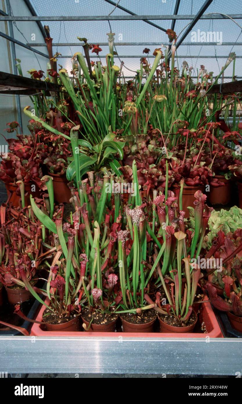 Trumpet pitcher plants hi-res stock photography and images - Alamy