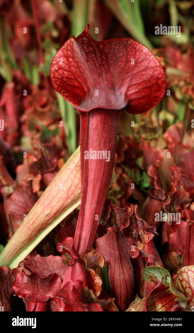 Trumpet pitcher plants hi-res stock photography and images - Alamy
