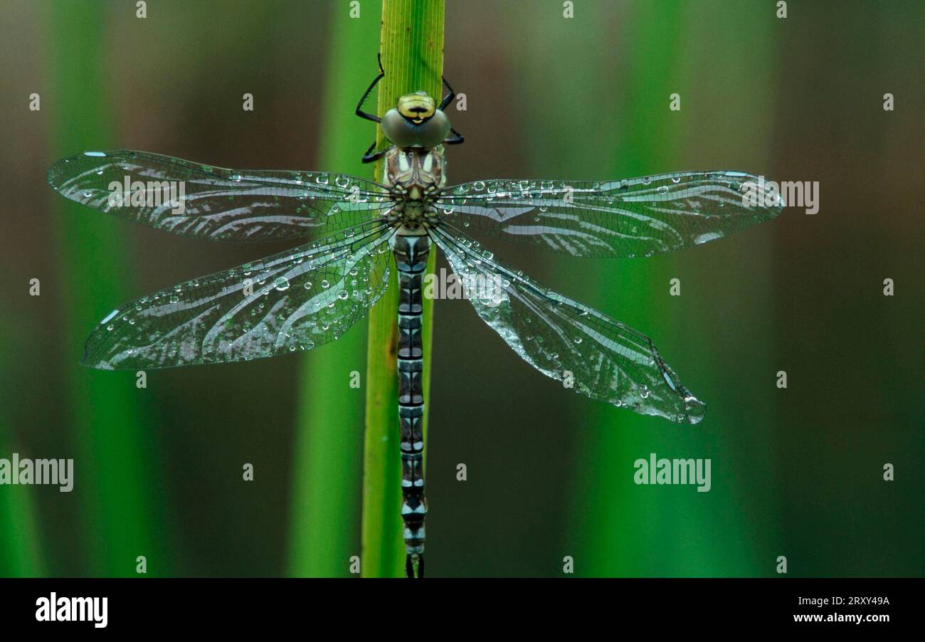 Green Hawker, Aeshna viridis (Aeshna viridis), Other animals, other animals, dragonflies, dragonflies, insects Stock Photo