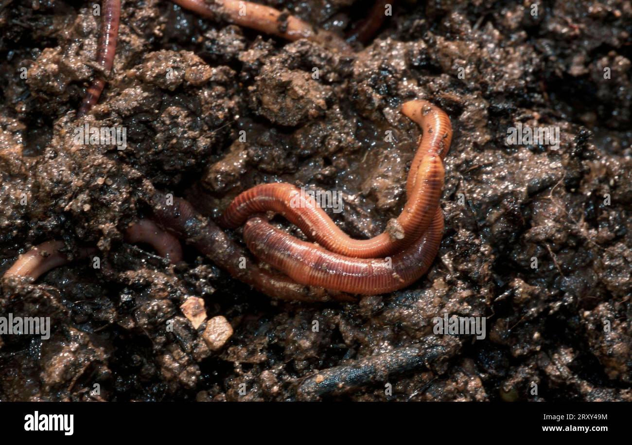 Compost worm (Eisenia foetida) Stock Photo
