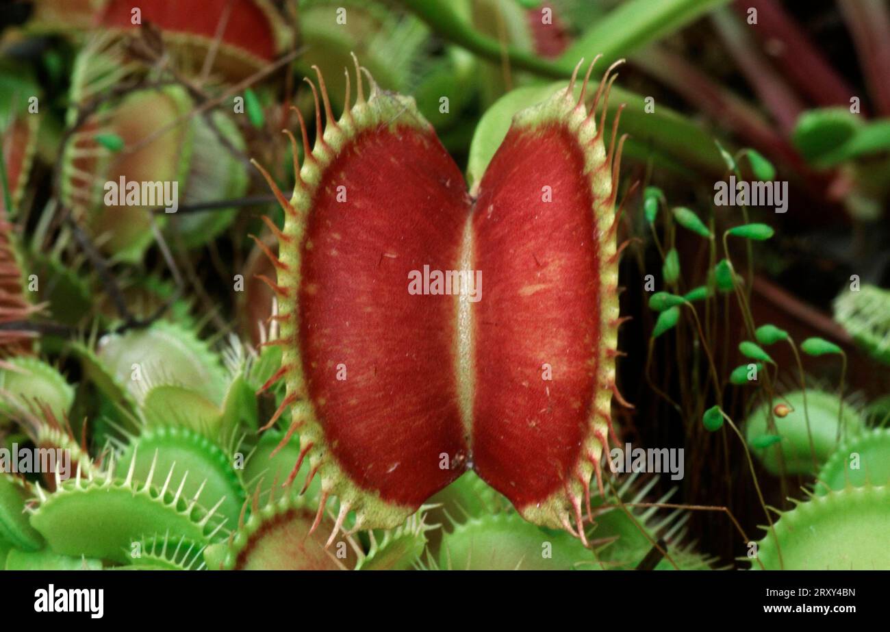 The Venus Fly Trap (Dionaea muscipula), Venus Fly Trap Stock Photo Alamy