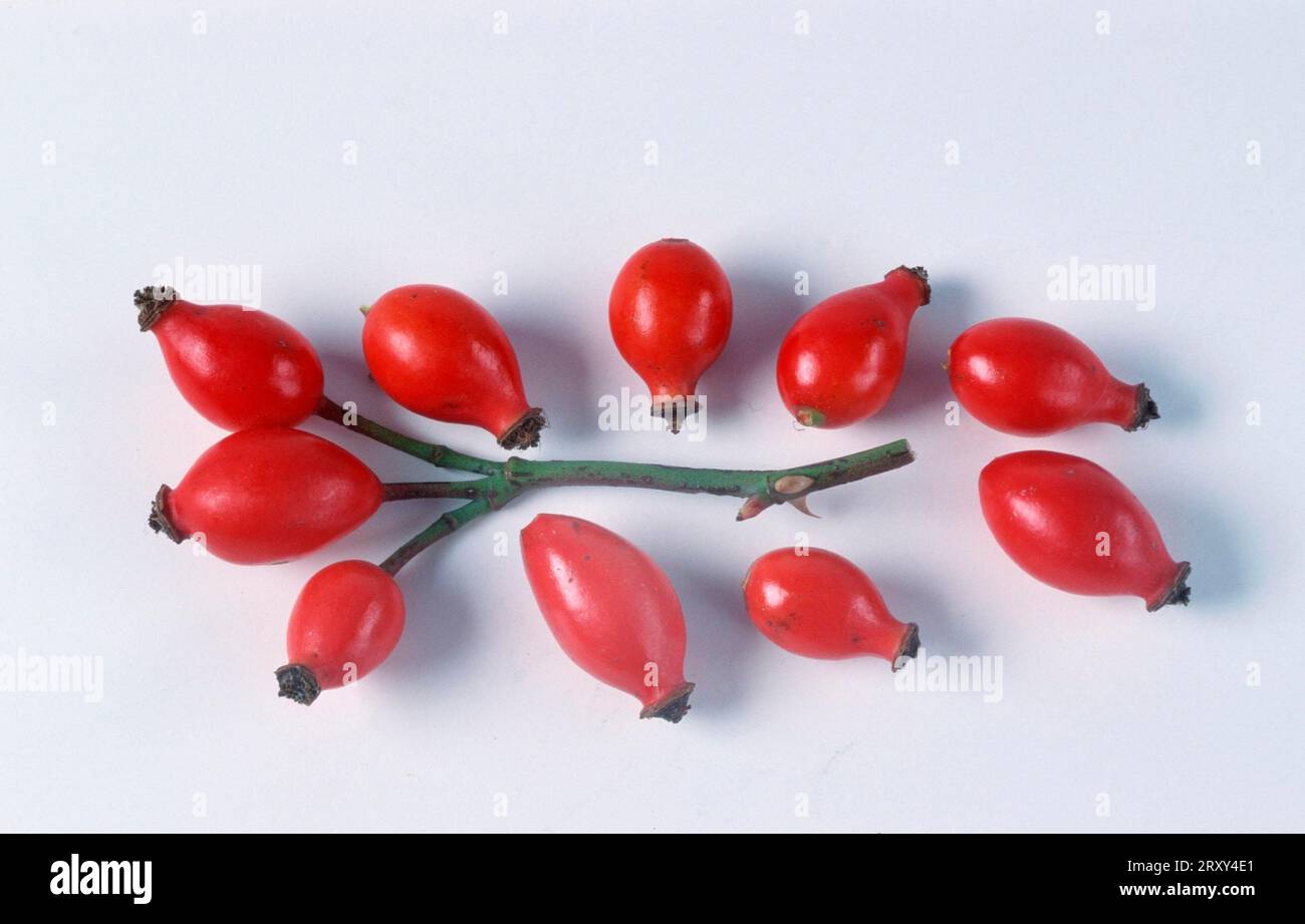 Rose family fruit hi-res stock photography and images - Alamy