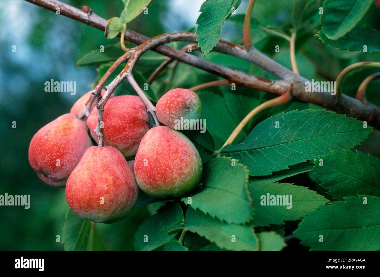 Wild service tree, fruits (Sorbus domestica) Stock Photo