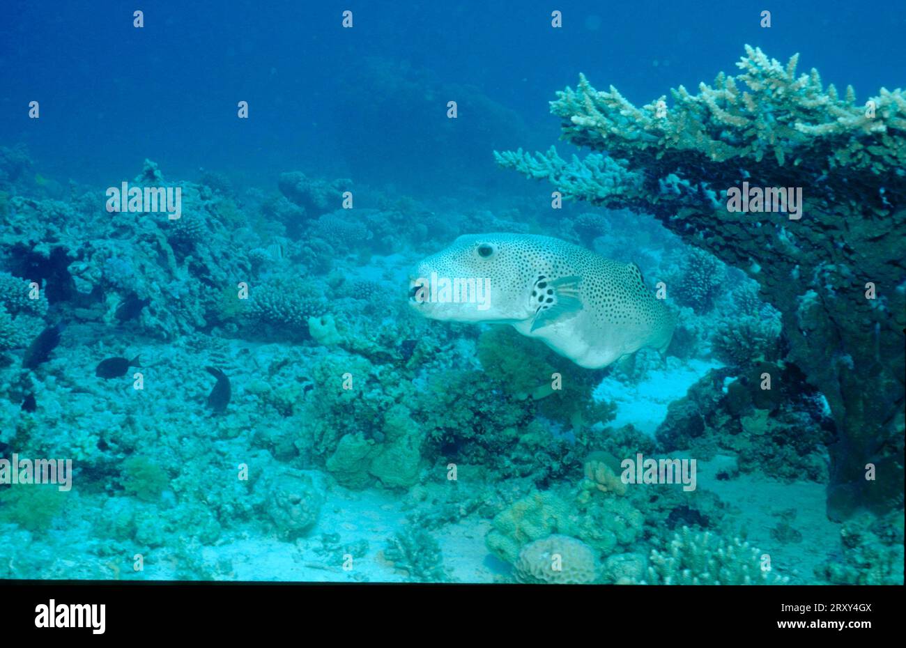 Pufferfish, Red Sea (Arothron stellatus Stock Photo Alamy