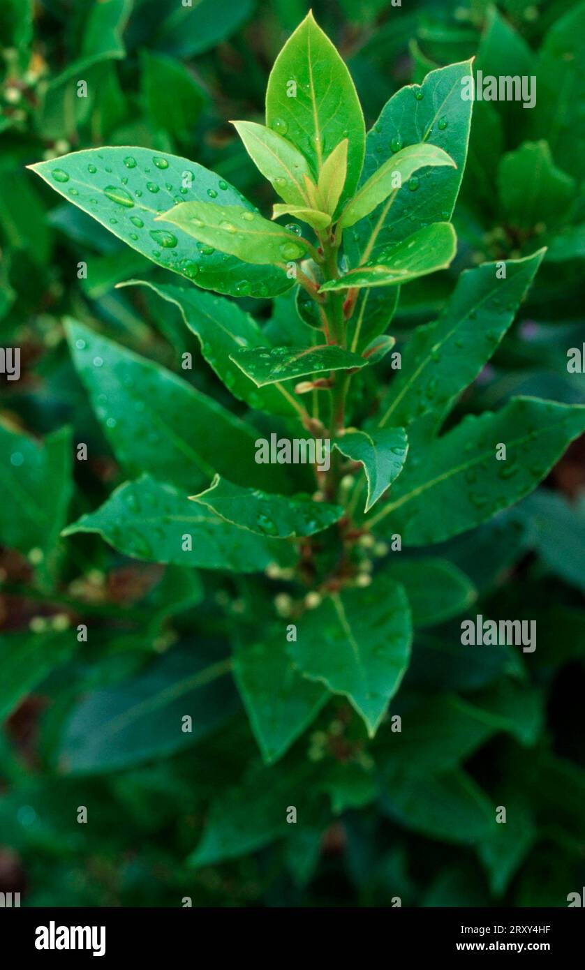 Cherry Laurel (Prunus laurocerasus), cherry laurel, poisonous plants, poisonous Rosaceae