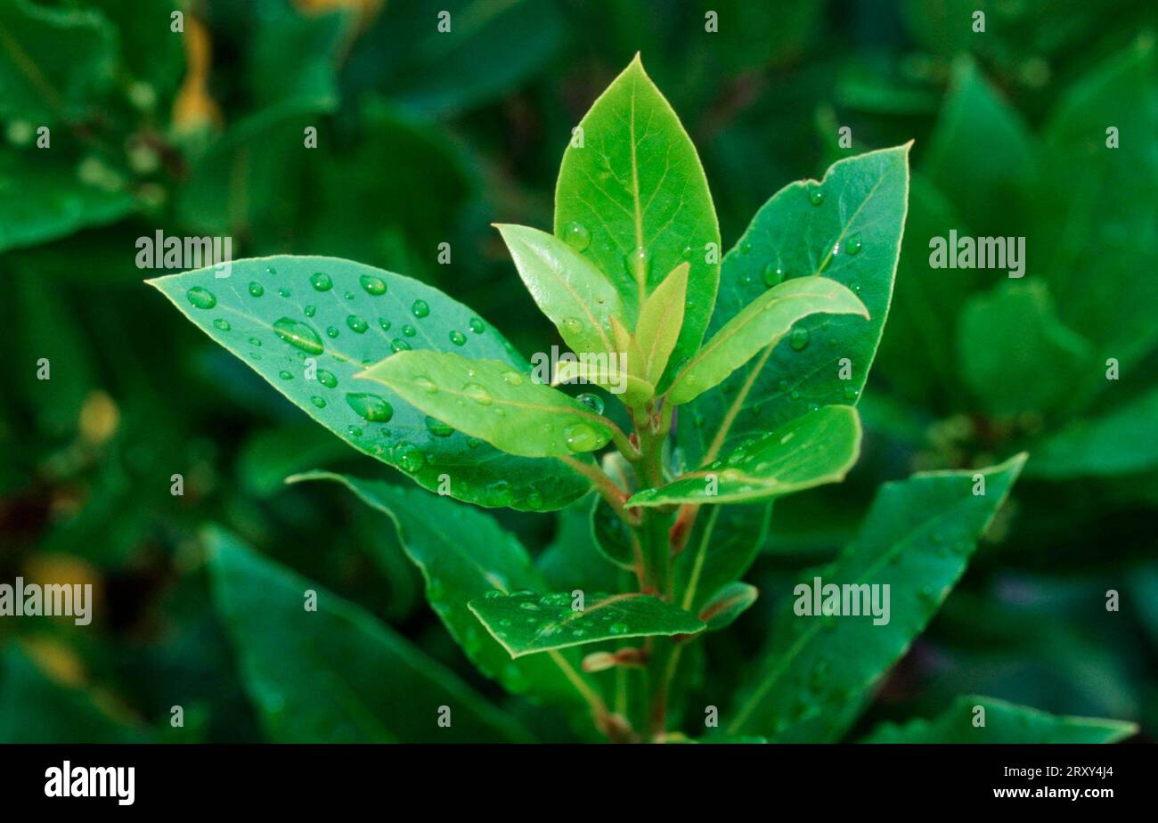 Cherry Laurel (Prunus laurocerasus), cherry laurel, poisonous plants, poisonous Rosaceae