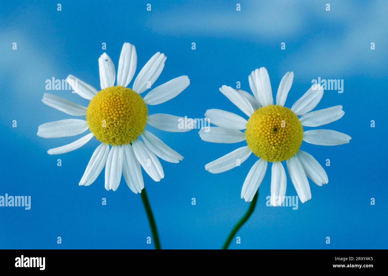 Scented plants medicinal plants hi-res stock photography and images - Alamy