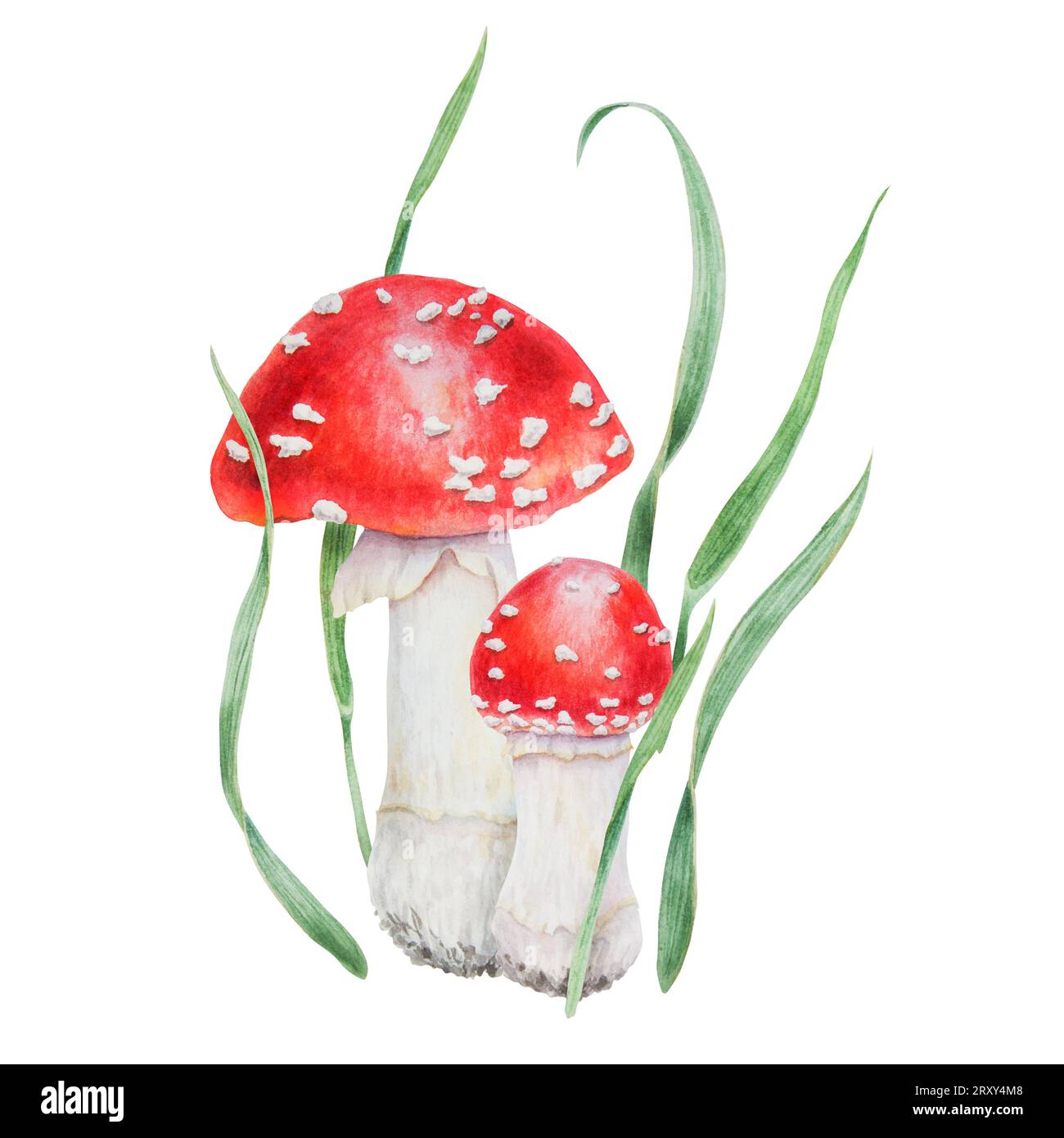 Red fly agaric and green grass. Watercolor hand drawn realistic ...