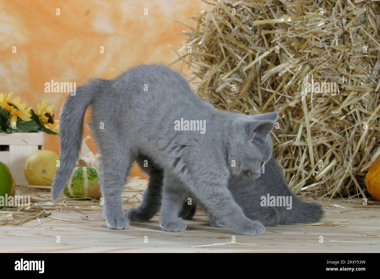 British Shorthair Cat, kitten, blue, arching her back, British