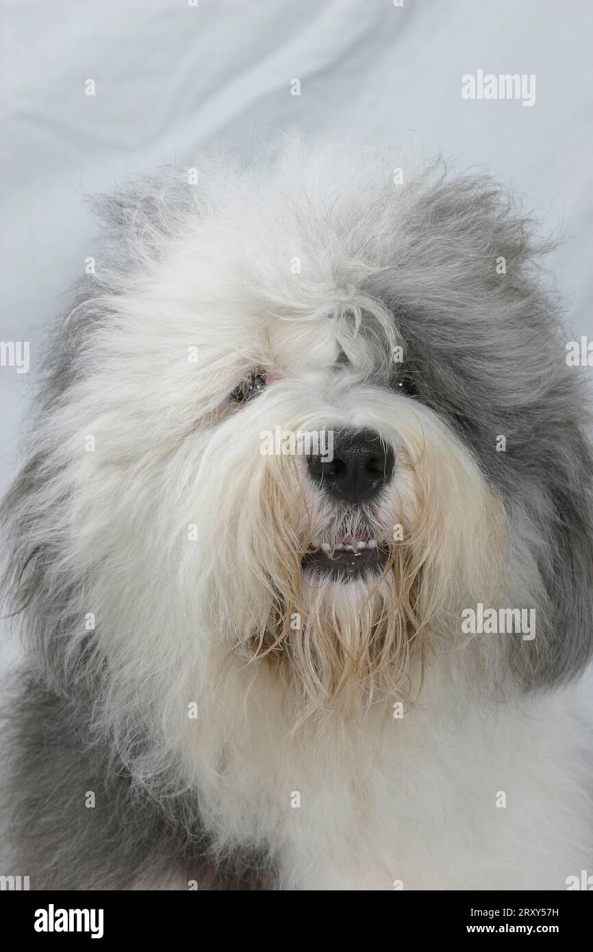 Plush Dog Bobtailold English Shepherd 