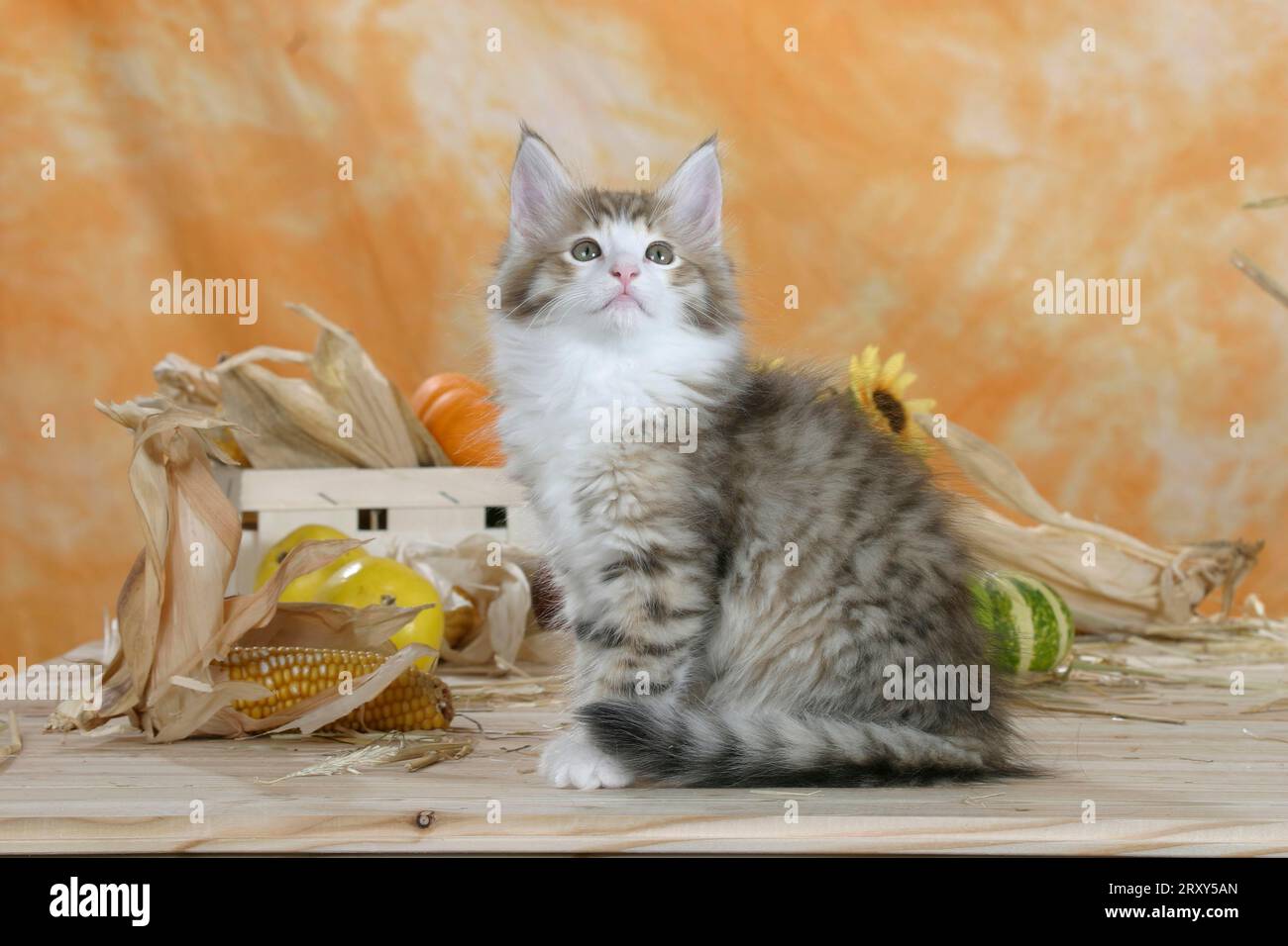 Norwegian Forest Cat, kitten, cinnamontabbymackerelwhite, side Stock