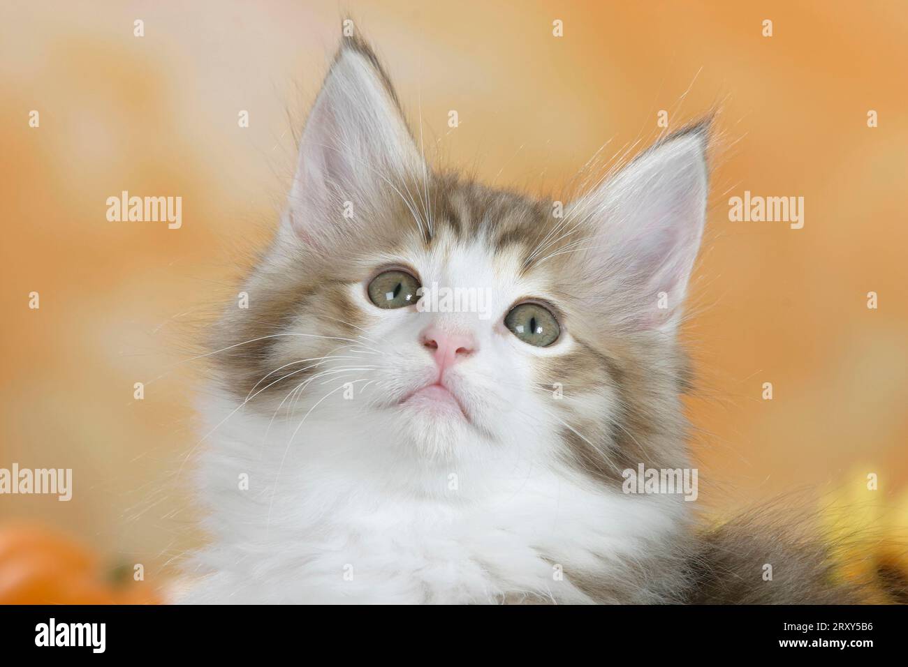 Norwegian Forest Cat, kitten, cinnamontabbymackerelwhite Stock Photo