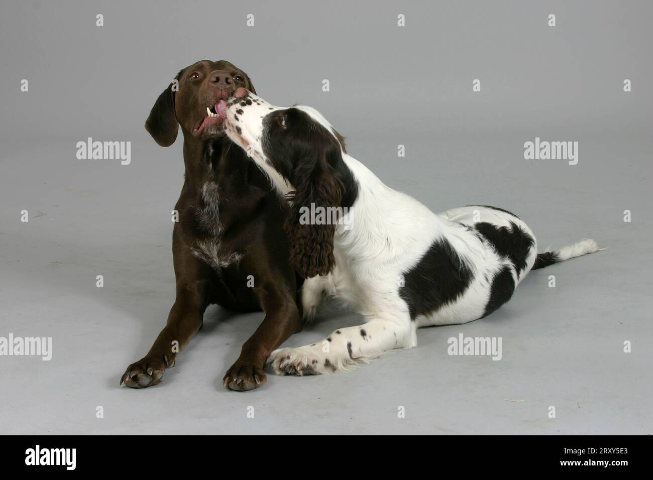 German Shorthaired Pointer and English Springer Spaniel puppy, puppy, German Shorthaired Pointer and English Springer Spaniel, indoor, studio Stock Photo