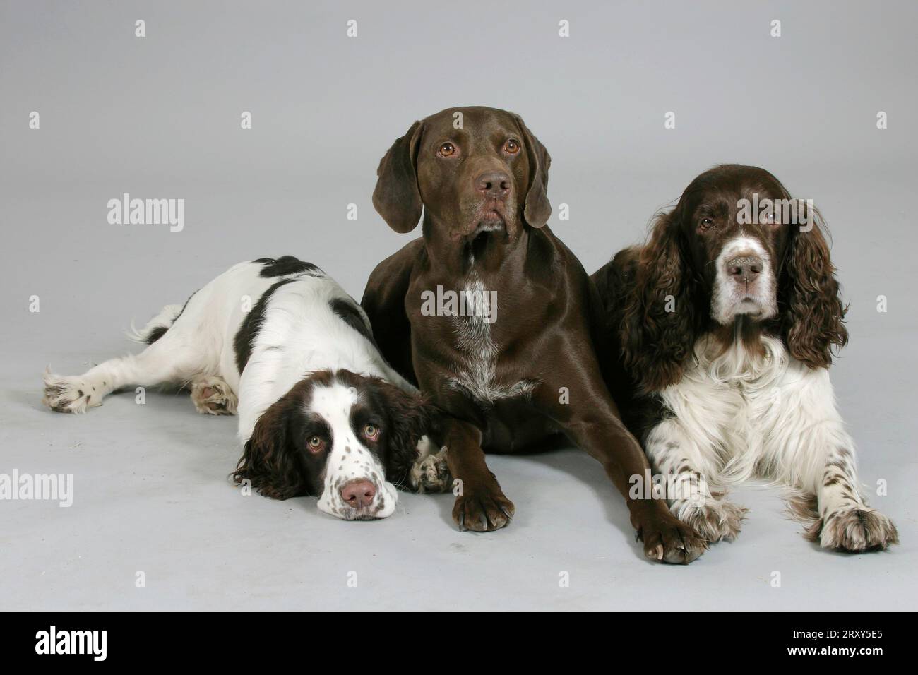 German Shorthaired Pointer and English Springer Spaniel with puppy, German Shorthaired Pointer and English Springer Spaniel with puppy, German Stock Photo