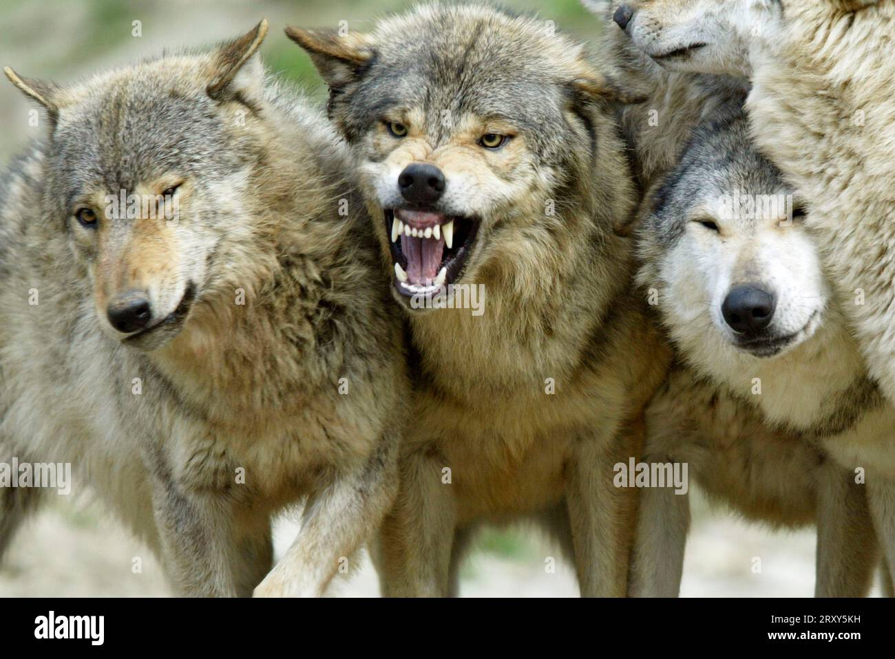 Gray wolves (Canis lupus), pack, social behaviour Stock Photo - Alamy